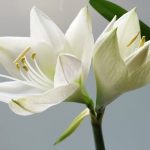 Tinerete fara batranete. Afla secretul natural ascuns in florile albe
